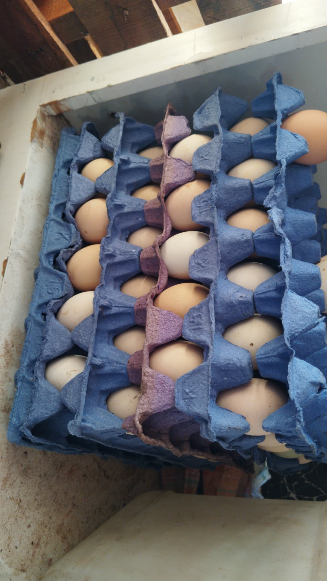 انعواع الدجاج والبيض