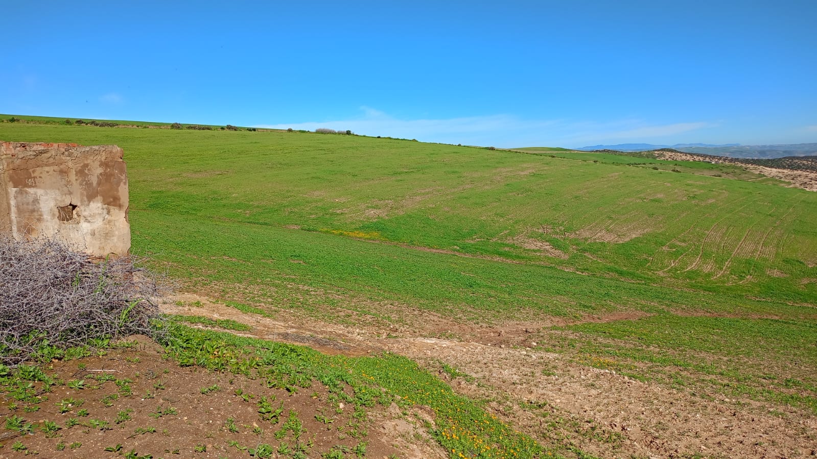 أرض فلاحية ملكية للبيع