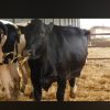 وصول دفعة مميزة من العجلات الحوامل من سلالة هولشتاين قادمة من الدنمارك! 🇩🇰🐄