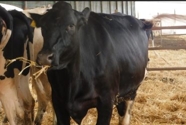 وصول دفعة مميزة من العجلات الحوامل من سلالة هولشتاين قادمة من الدنمارك! 🇩🇰🐄