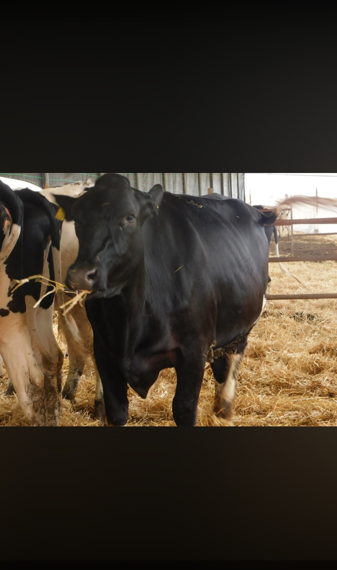 وصول دفعة مميزة من العجلات الحوامل من سلالة هولشتاين قادمة من الدنمارك! 🇩🇰🐄