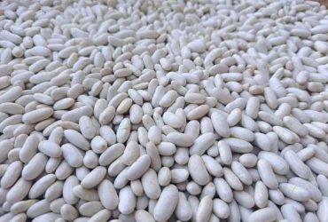 لوبية ديال البلاد طيابة